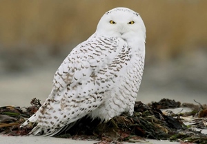 Ууль (Цагаан уульж)